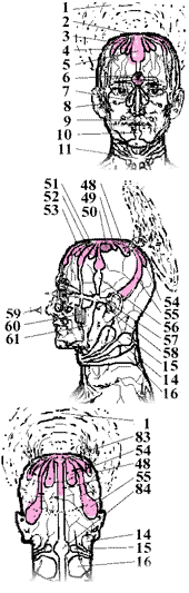 Лепестки токов теменной части головного мозга