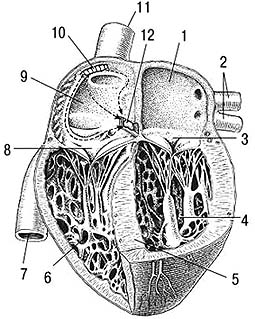 Сердце человека в разрезе