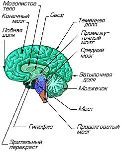 Саггитальный разрез центрального мозга