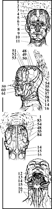 Карта нервный сплетений (лотосов) головы